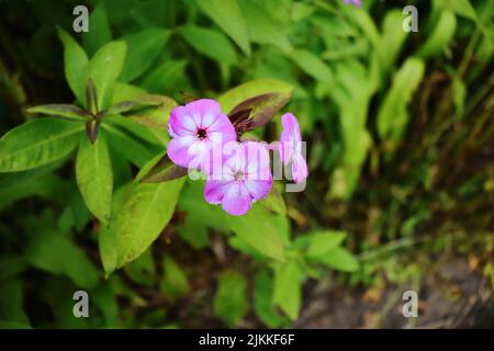 Un gros plan du Phlox drummondii, généralement le phlox annuel ou le phlox de Drummond. Banque D'Images