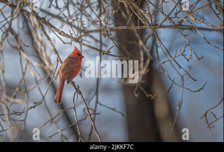 A selective focus shot of red cardinal perched on branch Stock Photo