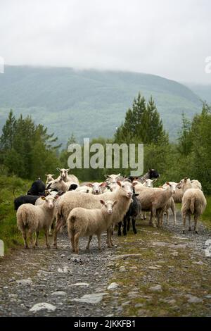 A beautiful shot of a small flock of sheep standing in the shallow creek close to green leaved trees with foggy mountains in the background Stock Photo