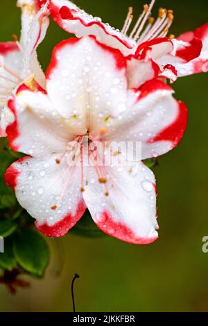 Un gros plan de fleurs d'azalée avec des gouttes d'eau sur ses pétales pendant la journée avec un fond vert flou Banque D'Images