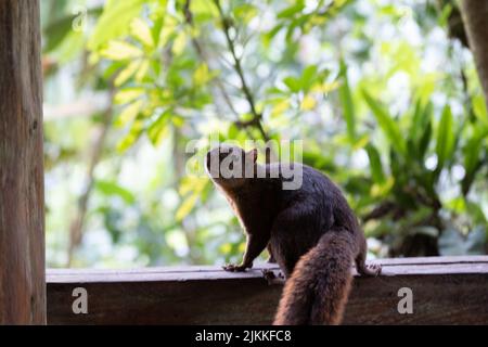 A closeup shot of a pallas's squirrel standing on a wooden fence at the park on a sunny day with blurred background Stock Photo