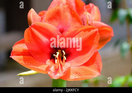 A closeup shot of amaryllis flowers blooming in the garden in bright sunlight with blurred background Banque D'Images