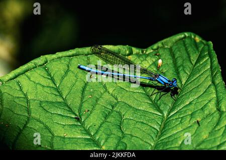 A macro focus shot of a springwater dancer standing on a green leaf in bright sunlight with a blurred background Stock Photo