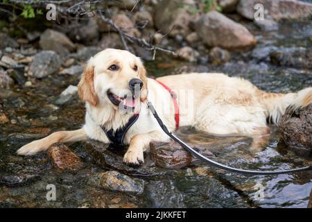 Une belle photo d'un heureux chien Golden Retriever se rafraîchi dans un ruisseau de montagne pendant une chaude journée d'été Banque D'Images