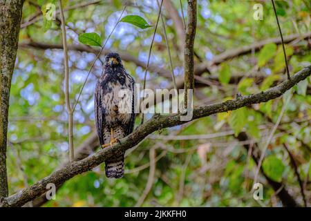 A closeup of a red-tailed hawk perched on one leg on a branch of a tree Stock Photo