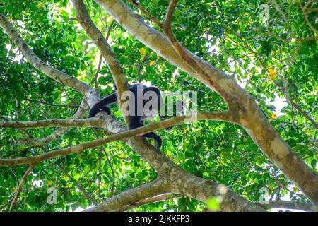 A Colombian spider monkey (Ateles fusciceps rufiventris) walking on a tree branch Stock Photo