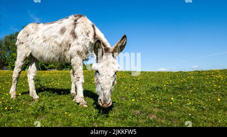 A cute white donkey grazing in a field Stock Photo