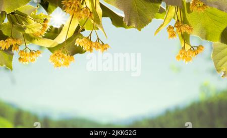 Gros plan sur la fleur de linden dans la forêt. Branches de chaux Banque D'Images