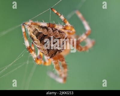 A closeup shot of a European garden spider hanging from spiderweb in a blurry green background Stock Photo