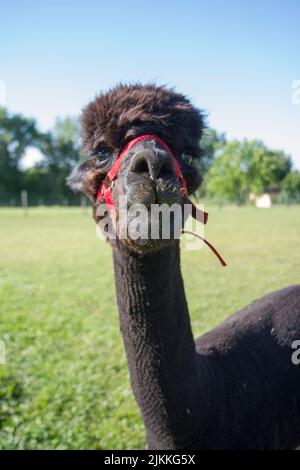 A vertical closeup shot of a black alpaca's head and neck Stock Photo