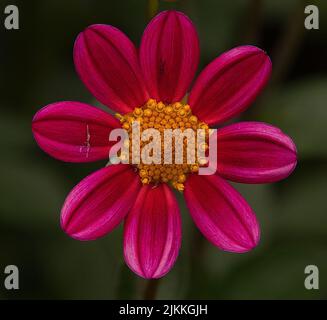 A closeup shot a pink flower with yellow stamen in a blurry green background Stock Photo