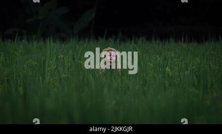 A shot of a creepy doll in a green field Stock Photo