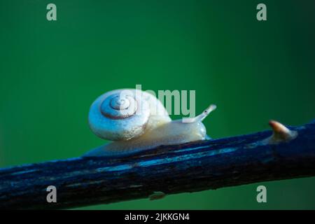 A selective focus of a white snail on a tree branch Stock Photo