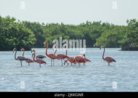 A group of beautiful pink flamingos walking in the water on bushes background on a sunny day Stock Photo