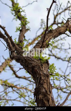 Gros plan vertical des feuilles de bébé qui poussent sur un arbre. Banque D'Images