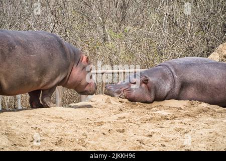 A close-up shot of two Hippopotamus at the Kansas City Zoo. Stock Photo