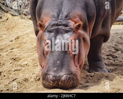 Gros plan d'un hippopotame au zoo de Kansas City. Banque D'Images