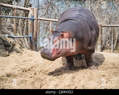 A close-up shot of a Hippopotamus walking on sand at the Kansas City Zoo. Stock Photo