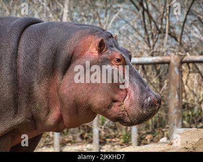 Gros plan d'un hippopotame au zoo de Kansas City. Banque D'Images