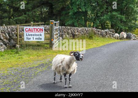 Moutons debout sur la route devant un panneau avertissant les conducteurs des dangers des animaux sur la route, roaad non classifié dans le sud de Ayrshire, en Écosse Banque D'Images