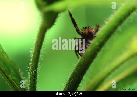Un gros plan d'une petite araignée sauteuse mignonne marchant sur des plantes vertes floues avec un fond flou Banque D'Images