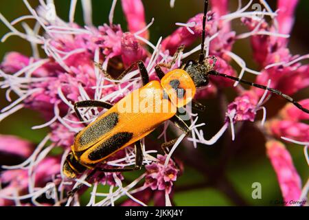 A closeup of a cute Goldenrod soldier beetle standing on colorful flowers with a blurry background Stock Photo