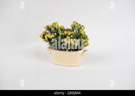 A close-up shot of yellow flowers in porcelain plants pot isolated on a white background Banque D'Images