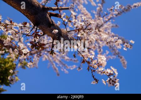 a low angle shot of cherry blossom tree under the blue sky. Banque D'Images