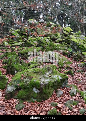 A vertical shot of mossy rocks among fallen autumn leaves on Steinwand mountain in Hesse, Germany Banque D'Images