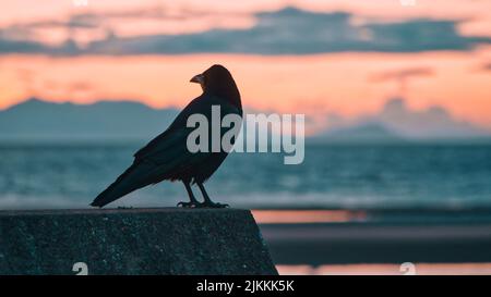 Un corbeau perché sur une surface en béton contre un ciel nuageux orange au coucher du soleil Banque D'Images