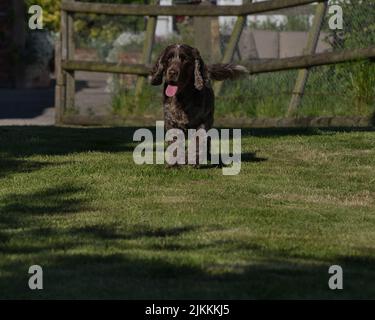 A beautiful shot of an English Cocker Spaniel running at the park Stock Photo