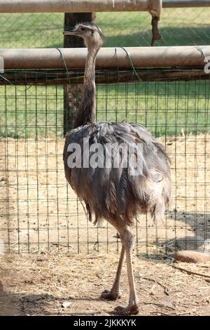 rhea frère de l'autruche d'origine sud-américaine Banque D'Images