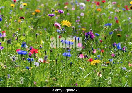 Différents types de fleurs dans le champ vert avec variété de couleurs. Banque D'Images