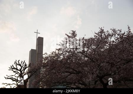 A low-angle shot through a flowering tree, on the modern white church steeple with cross on top against cloudy sky. Stock Photo