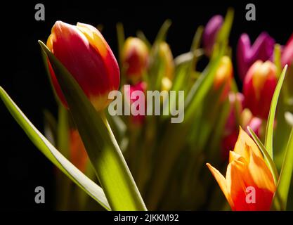 Bouquet de tulipes fleuris fraîches avec des feuilles vertes et des pétales colorés tendres dans la pièce avec des rayons de lumière sur fond noir Banque D'Images