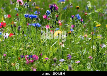 Différents types de fleurs dans le champ vert avec variété de couleurs. Banque D'Images