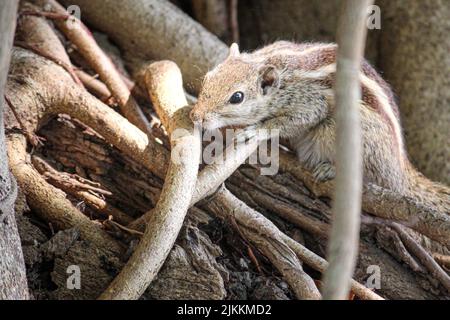 A closeup of a furry squirrel on broken tree branches under the sun Stock Photo