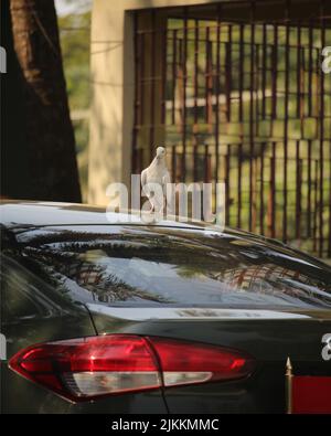 Une colombe blanche se trouve sur la voiture. Banque D'Images