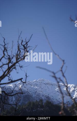 A vertical shot of mountains covered with snow through dry tree branches on a blue sky background Stock Photo