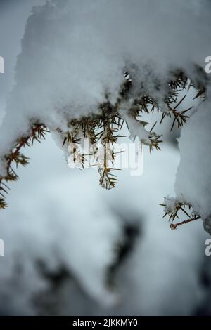 A vertical closeup of the spruce branch covered with snow. Stock Photo