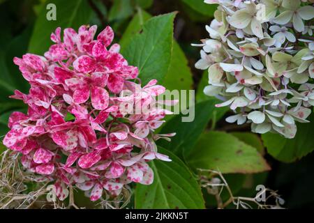 A closeup of the pink and white hydrangea blooms in garden. Stock Photo