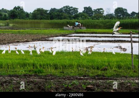 Un troupeau d'oiseaux d'aigrette de bétail sauvage (Bubulcus ibis) volent et s'assoient sur le champ agricole pour manger des insectes qui émergent du sol pendant le labour. Certains des aigrettes de bétail ont des plumes orangées-brunes qui nient le plumage. Jhinuk Ghata, Bengale-Occidental, Inde. Banque D'Images