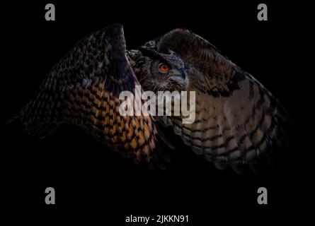 A closeup of the Eurasian eagle-owl flying against dark background. Bubo bubo. Banque D'Images