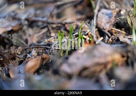 A close-up shot of small, green plants growing in a the woods Banque D'Images