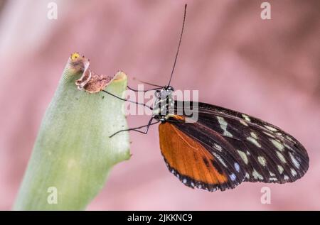 A closeup of Heliconius hecale, the tiger longwing, Hecale longwing. Banque D'Images