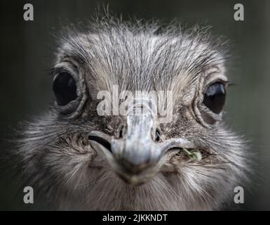A macro shot of the ostrich's head. Front view. Banque D'Images