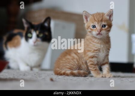 A closeup of the cute ginger kitten sitting on the floor and looking at camera. Banque D'Images