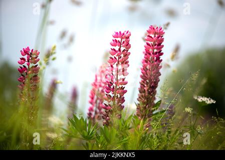 Gros plan de longues fleurs roses dans un pré isolé sur un arrière-plan flou Banque D'Images