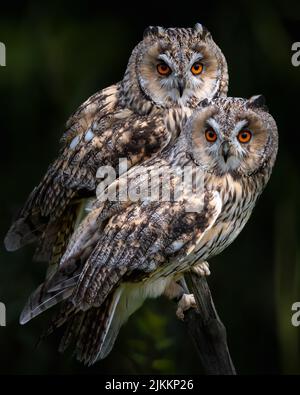 A two long-eared owls (Asio otus) sitting on tree branch on a blurry background Stock Photo