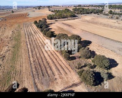 Red vineyards in Aranda de Duero, Ribera del Duero, Burgos, Spain on a sunny day in summer Stock Photo